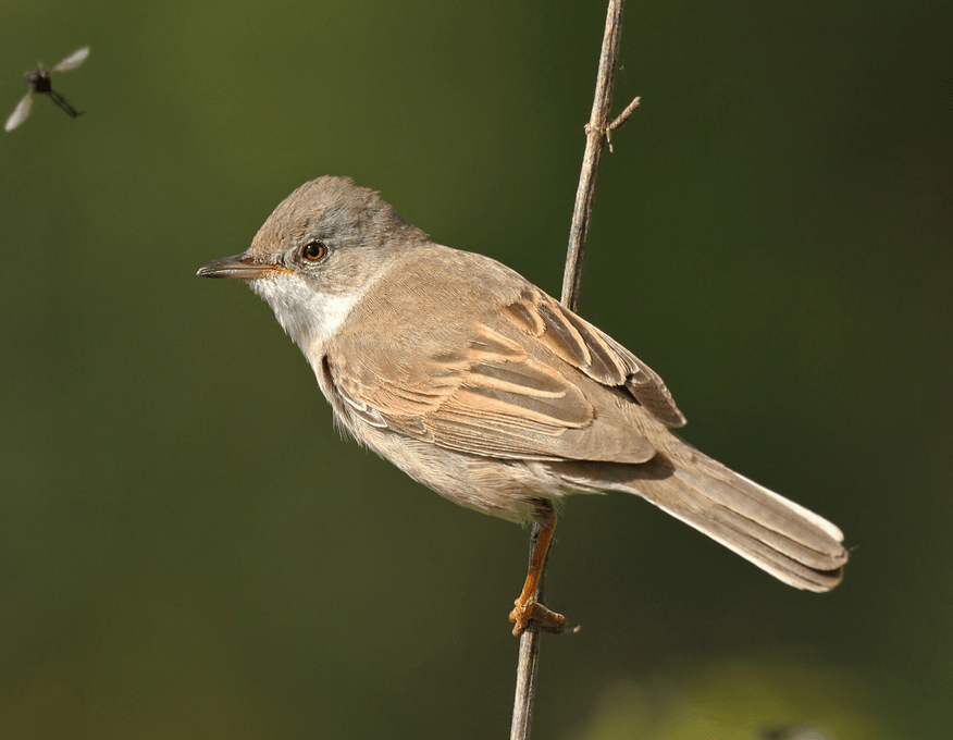 small-bird