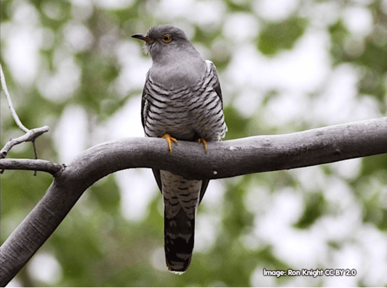 cuckoo
