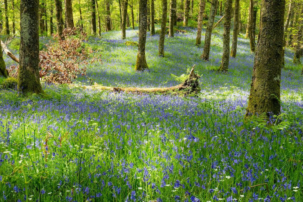 bluebell-wood