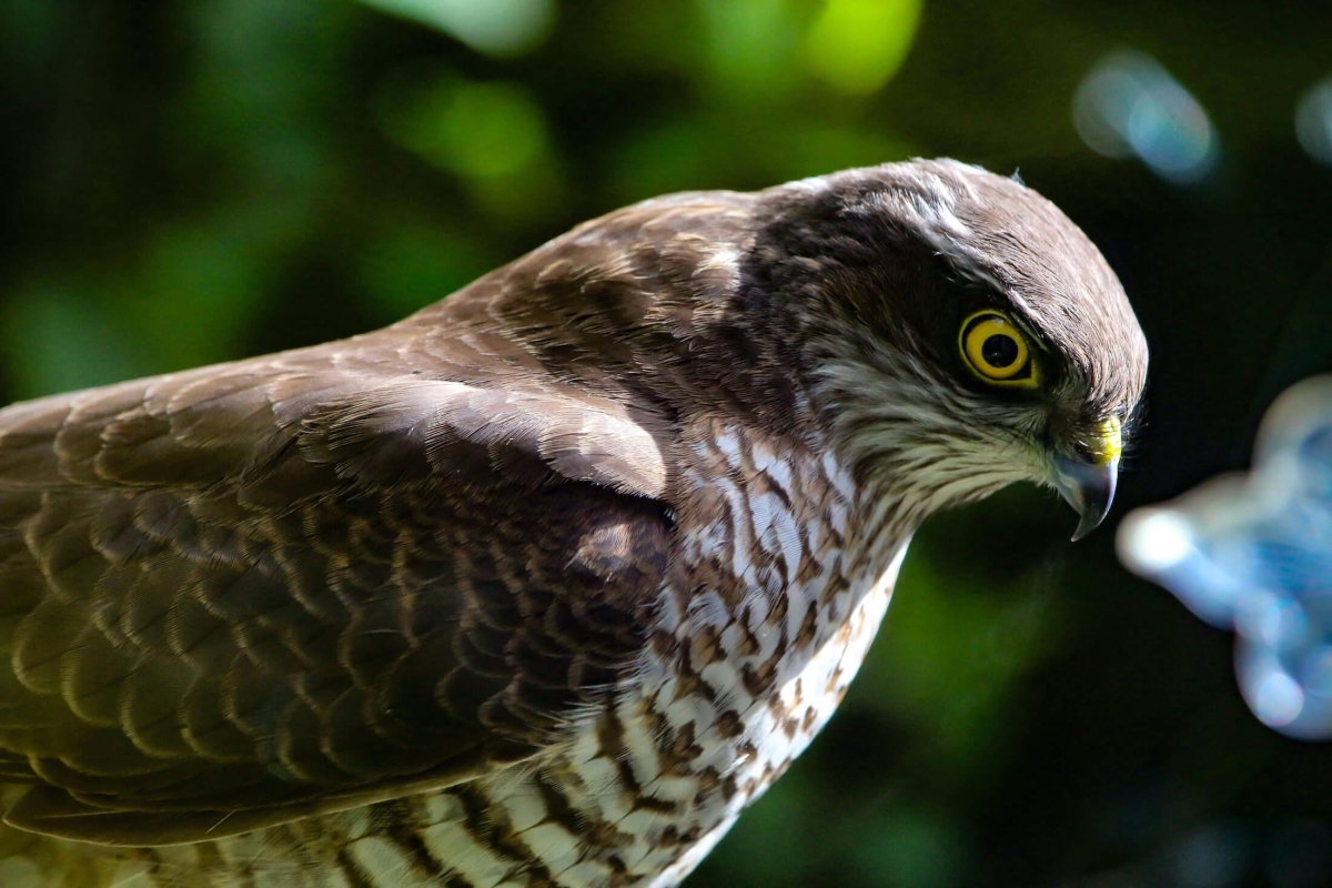 peregrine