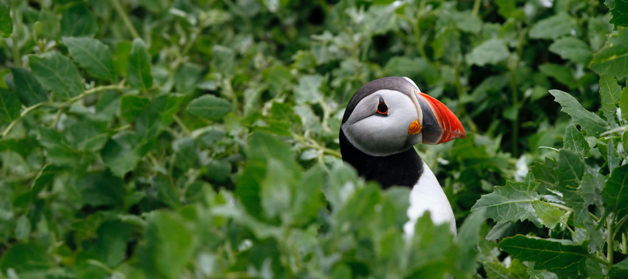 puffin