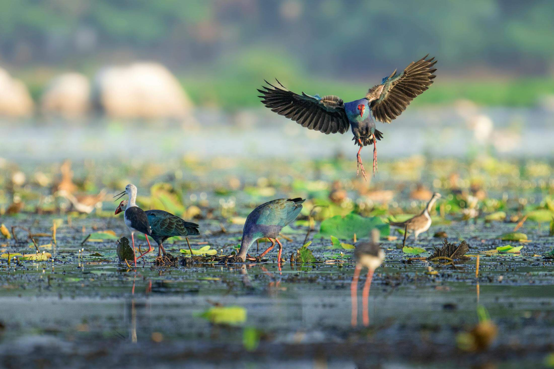 birds-on-wetland