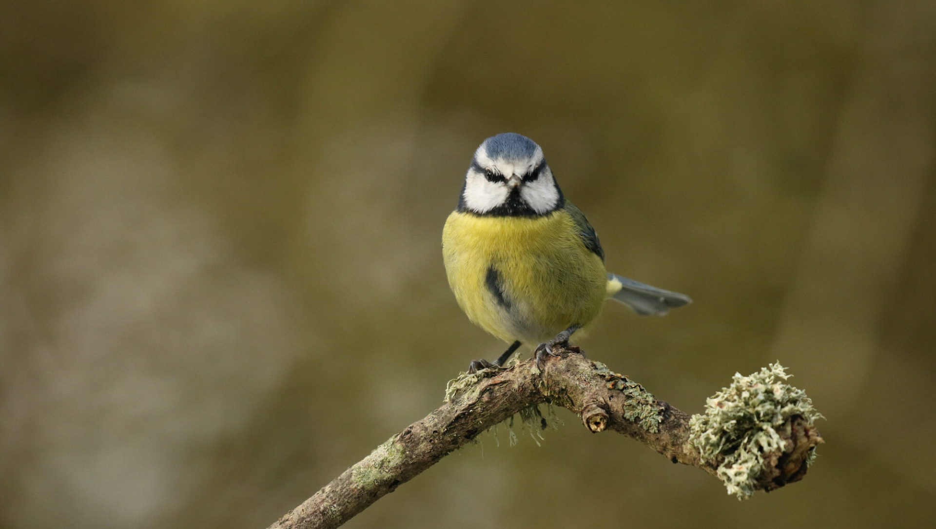 blue-tit