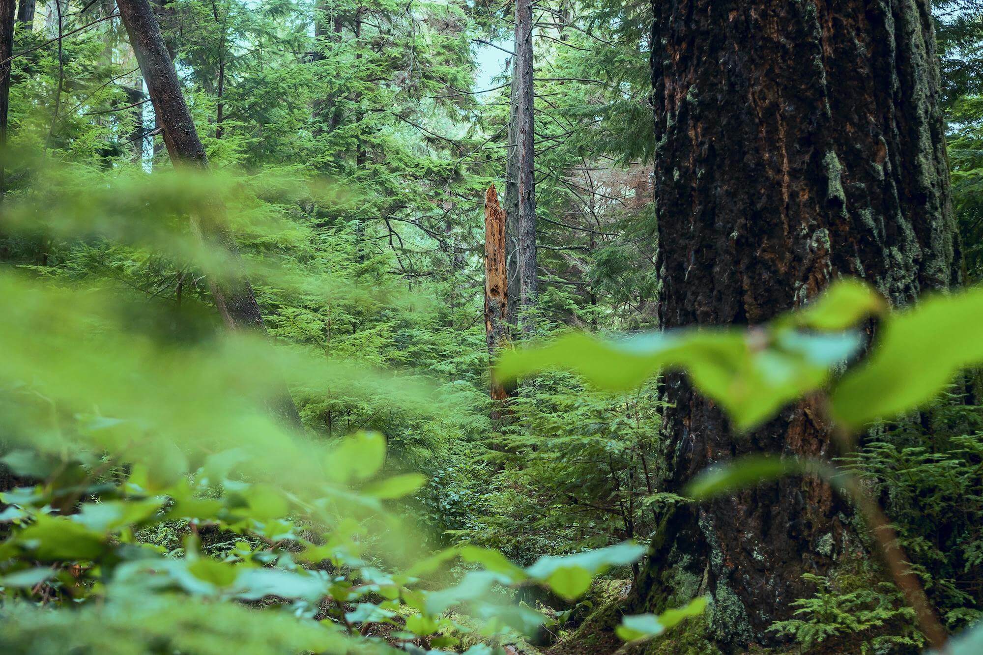 forest