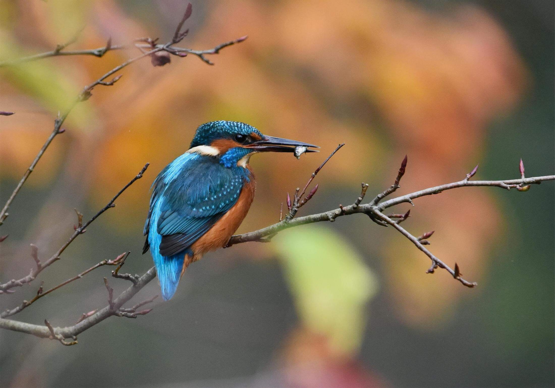 kingfisher