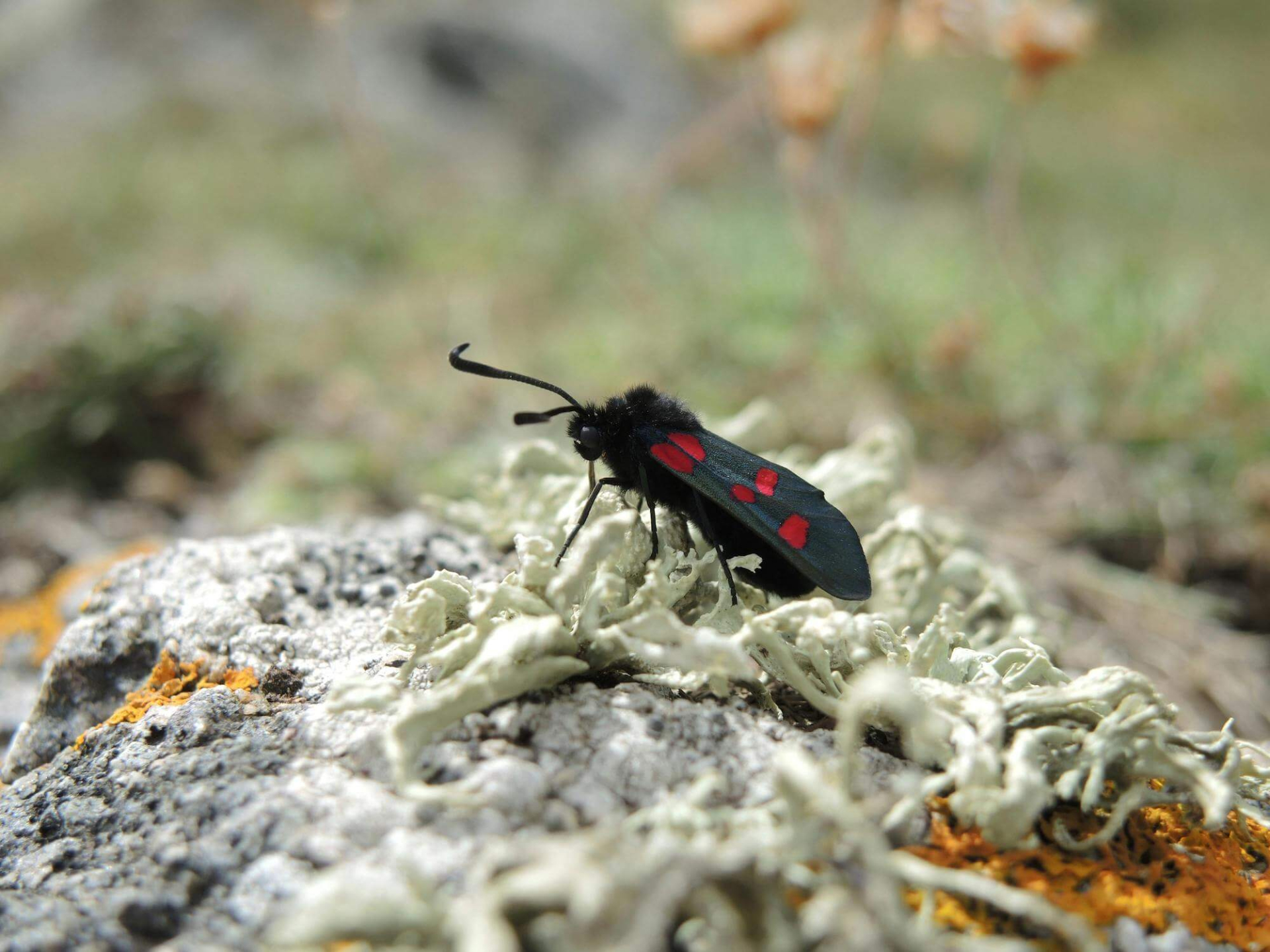 moth