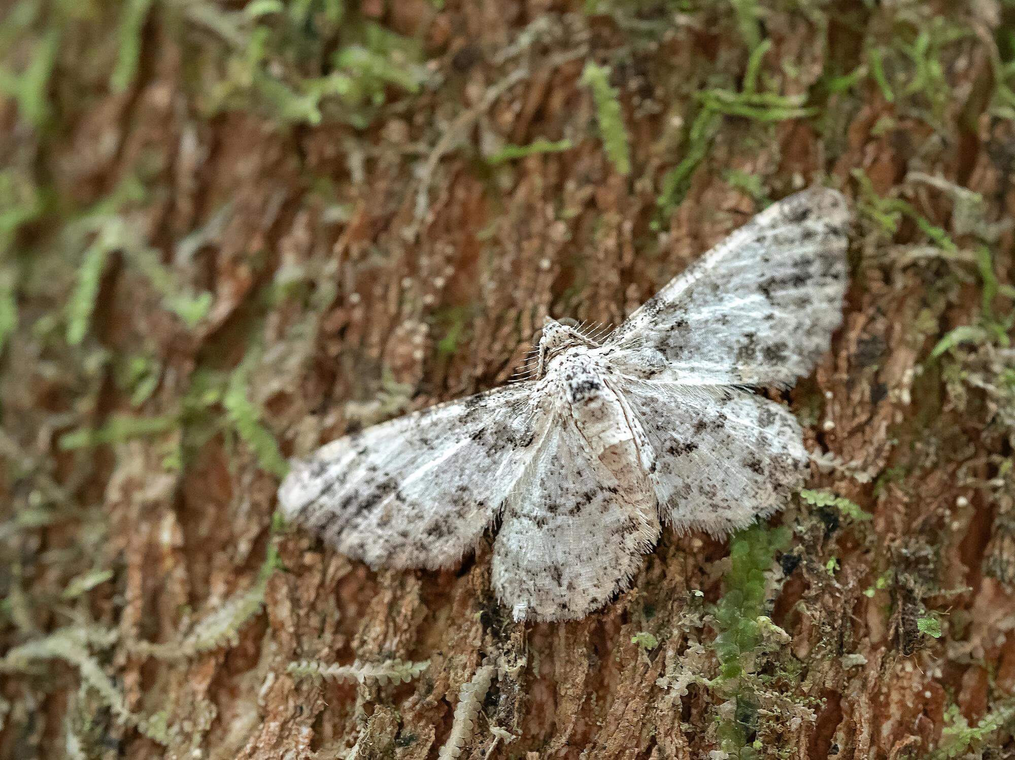 moth-on-a-tree