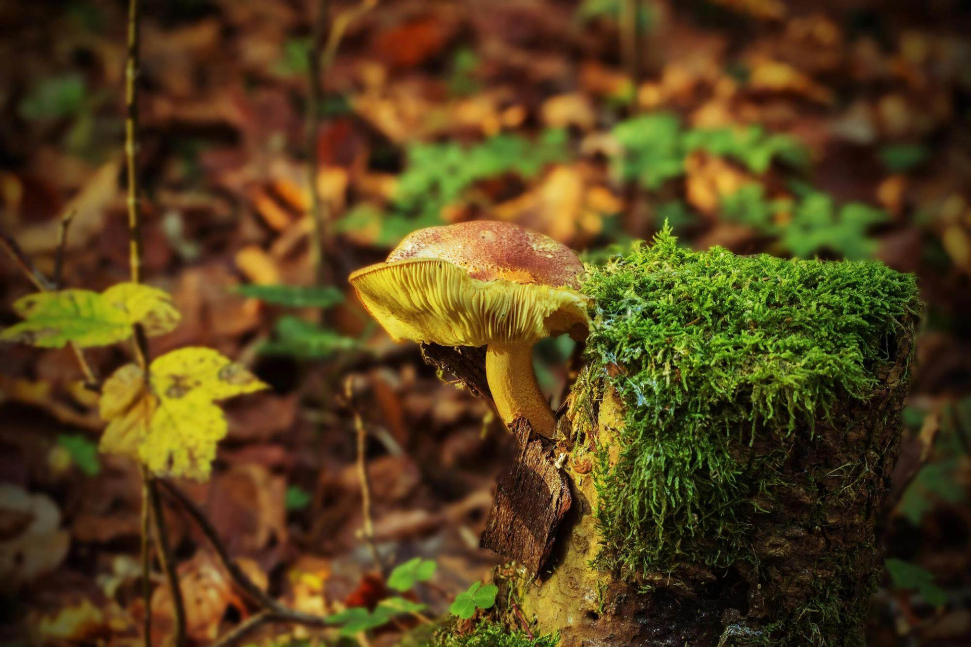 mushroom in forest