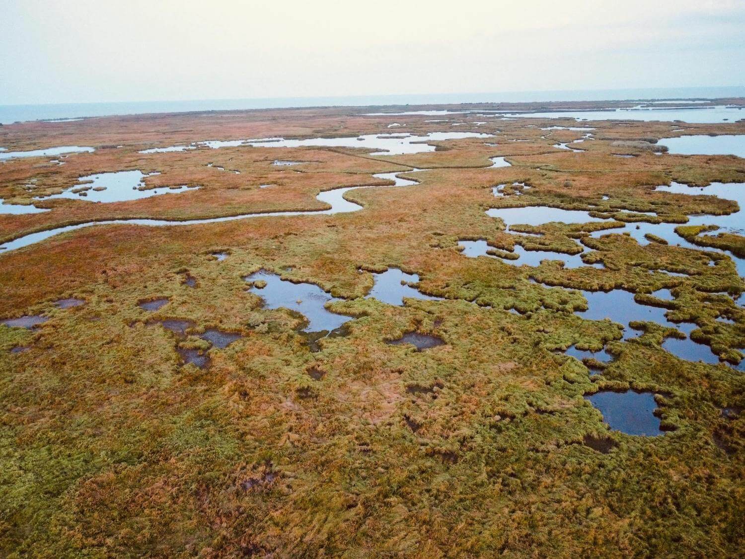 wetland