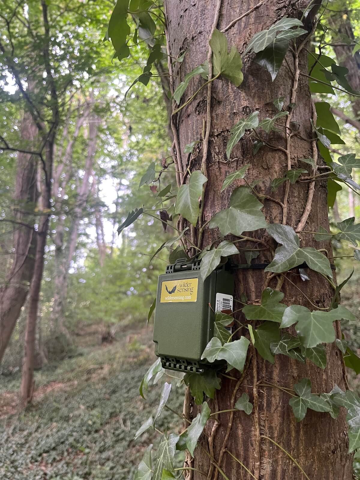 sensor-on-tree